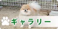 ギャラリー